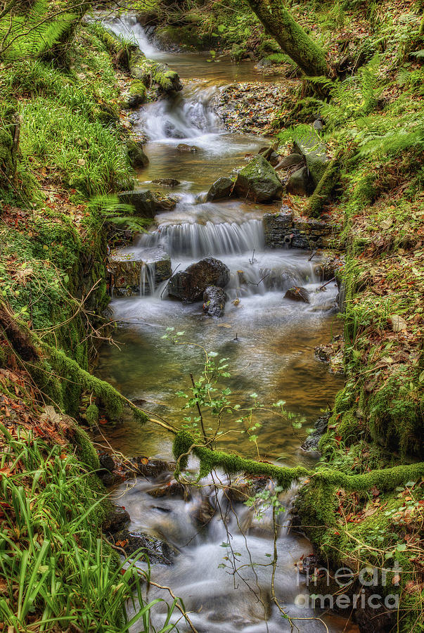 Autumn Forest Stream v2 Photograph by Ian Mitchell