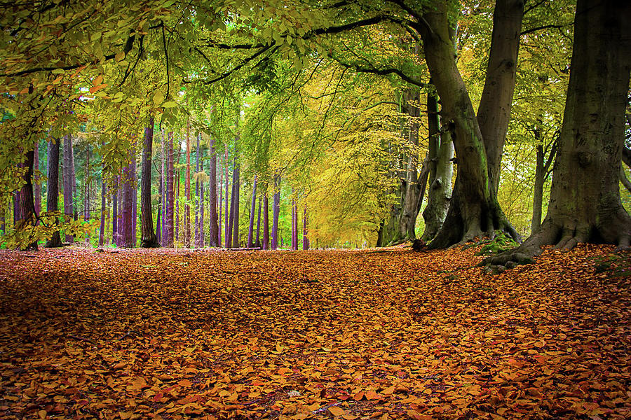 Autumn Forest Photograph by Tracie Bridgeland
