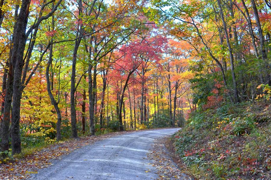 Autumn Forest Trail Digital Art by Bob Jackson | Fine Art America