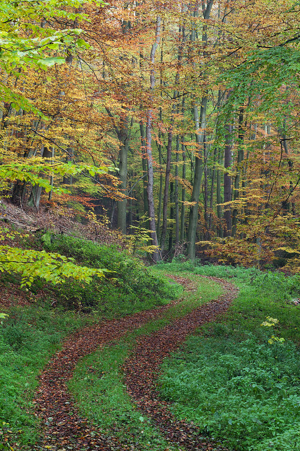 Autumn Forest Trail Lower Saxony Germany Photograph by Duncan Usher