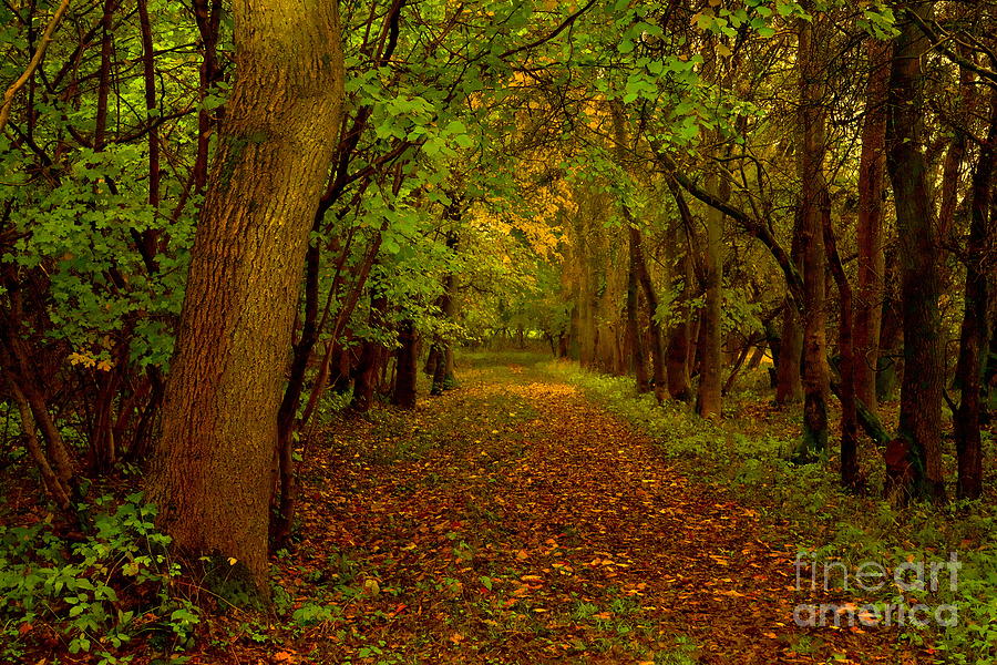 Autumn Forest Trees Photograph by Martyn Arnold