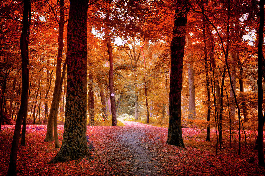 Autumn Forest Photograph by Ventura Carmona