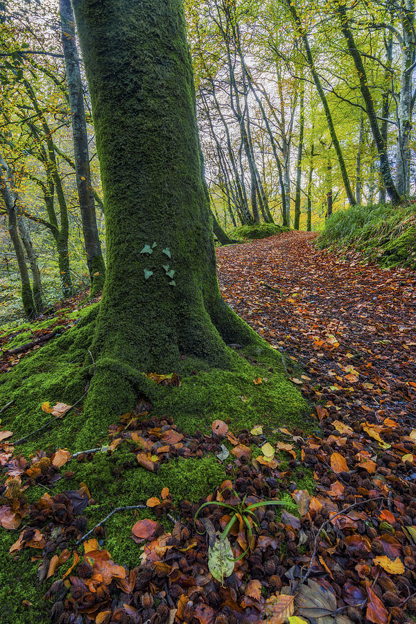 Autumn Forest Walk Photograph by Ian Mitchell