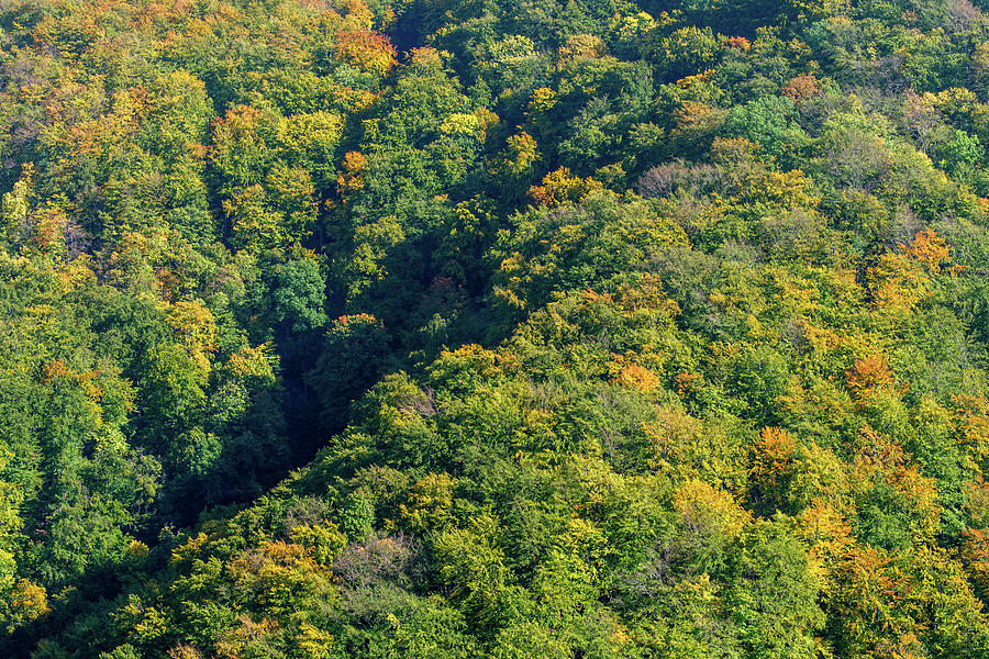 Autumn Forest Photograph by Yorkfoto