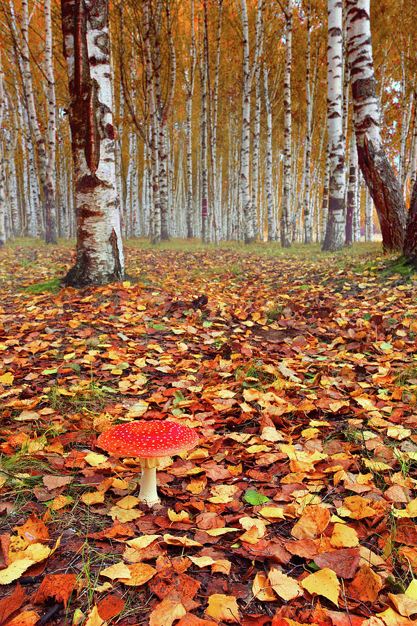 Autumn Forest Photograph by Yury Prokopenko