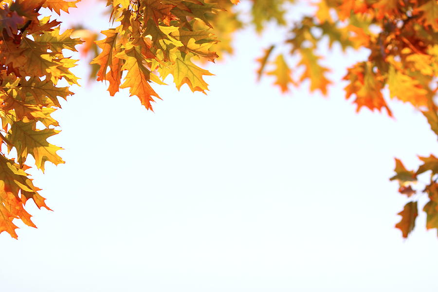 Autumn Frame Photograph by Bgfoto