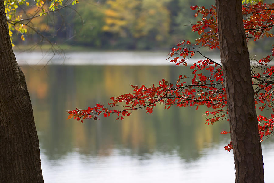 Autumn Frame Photograph by Mark McKinney