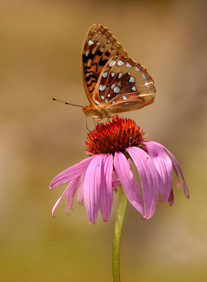 Autumn Fritillary Butterfly Photograph by Lara Ellis