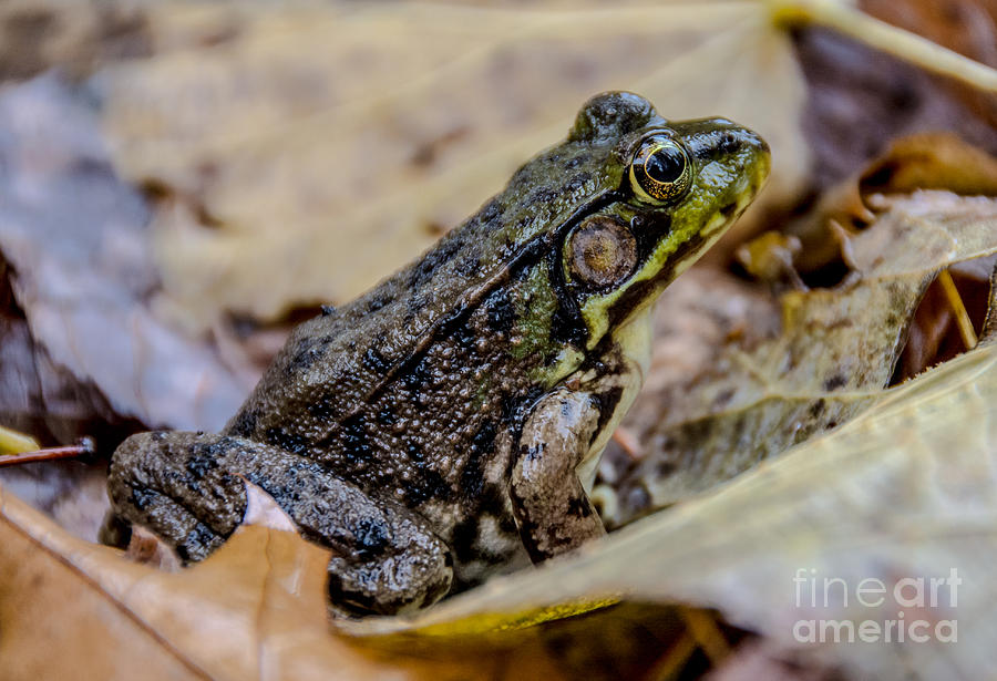 Autumn Frog Photograph by Cheryl Baxter