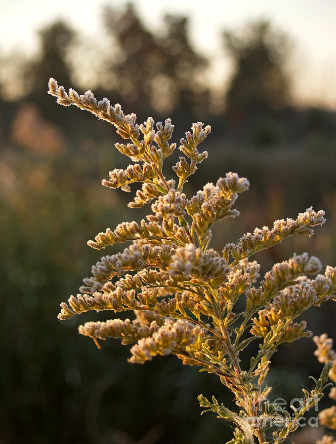 Autumn Frost on Goldenrod Flower Photograph by Anna Lisa Yoder