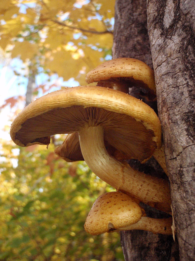 Autumn Fungi Photograph by James Peterson