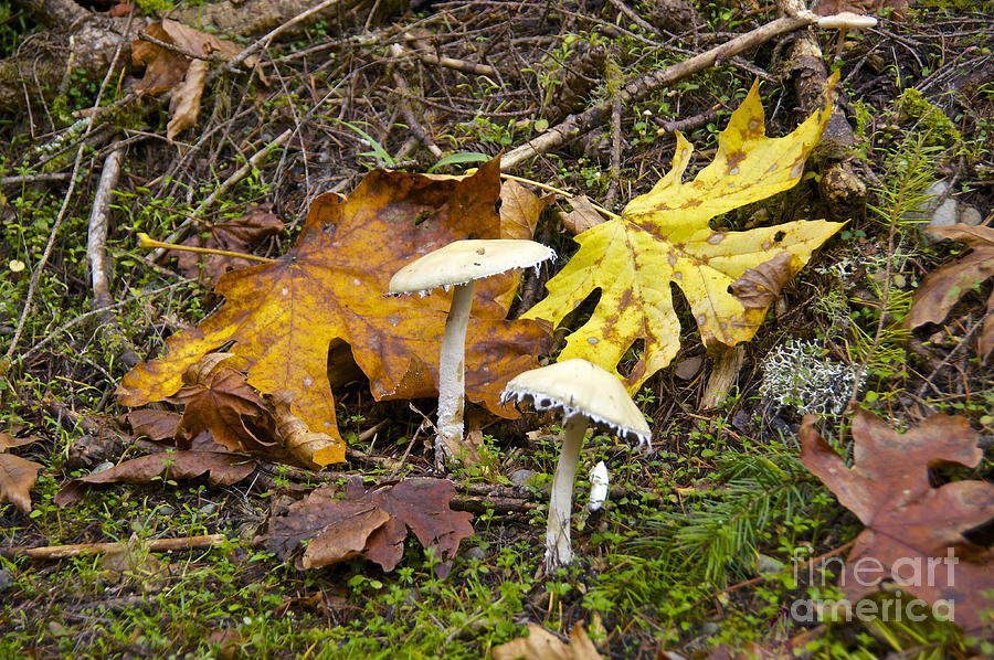 Autumn Fungi Photograph by Sean Griffin