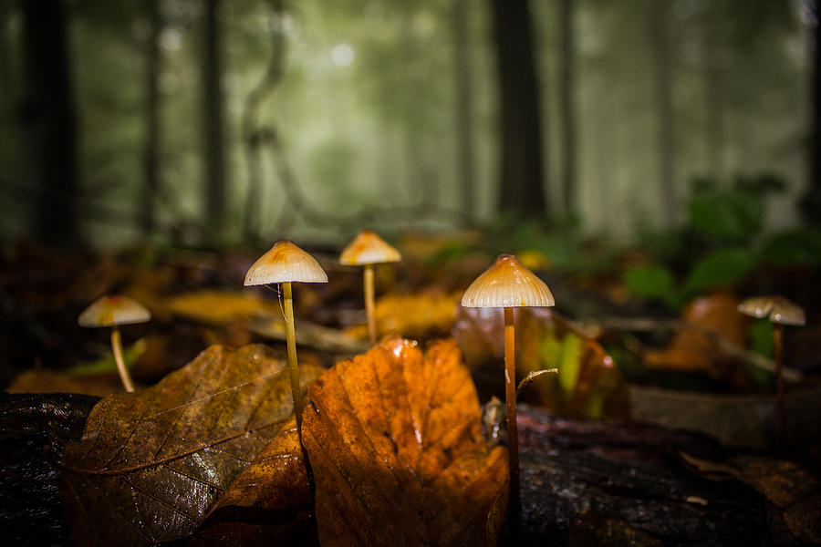 Mushroom Photograph - Autumn Fungus by Ian Hufton