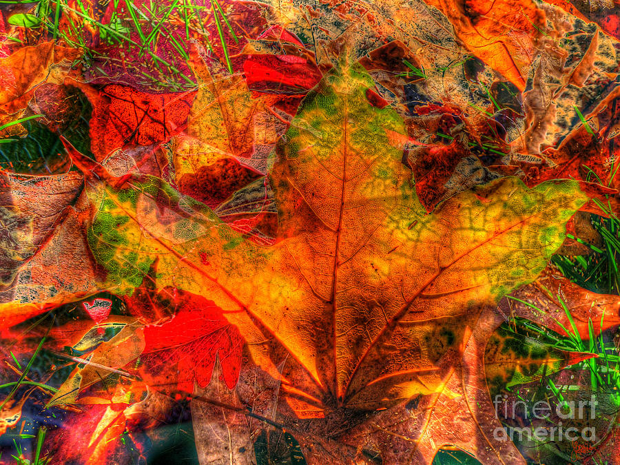 Autumn Fusion 8 Photograph by Jeff Breiman