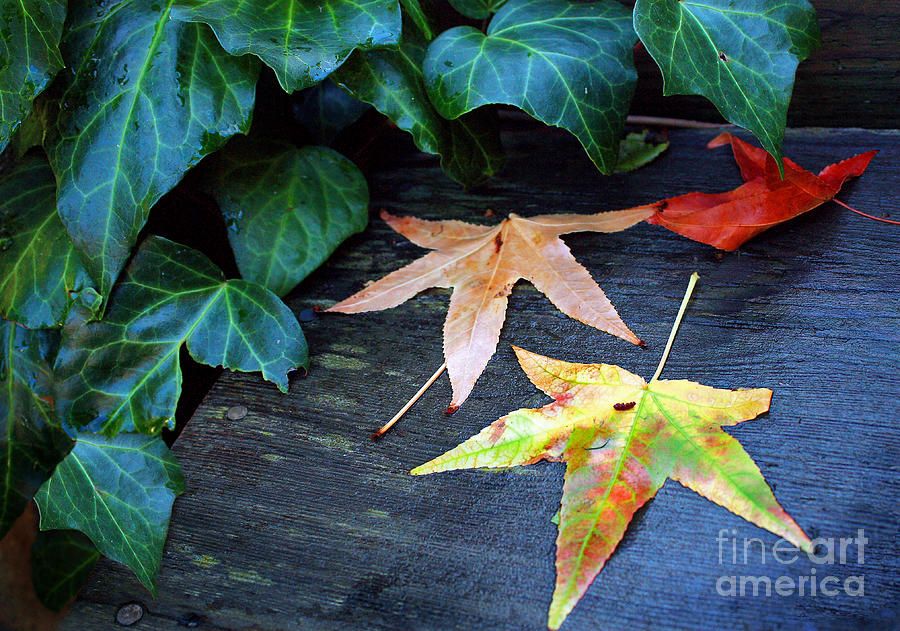 Autumn Garden 1 Photograph by Ellen Cotton