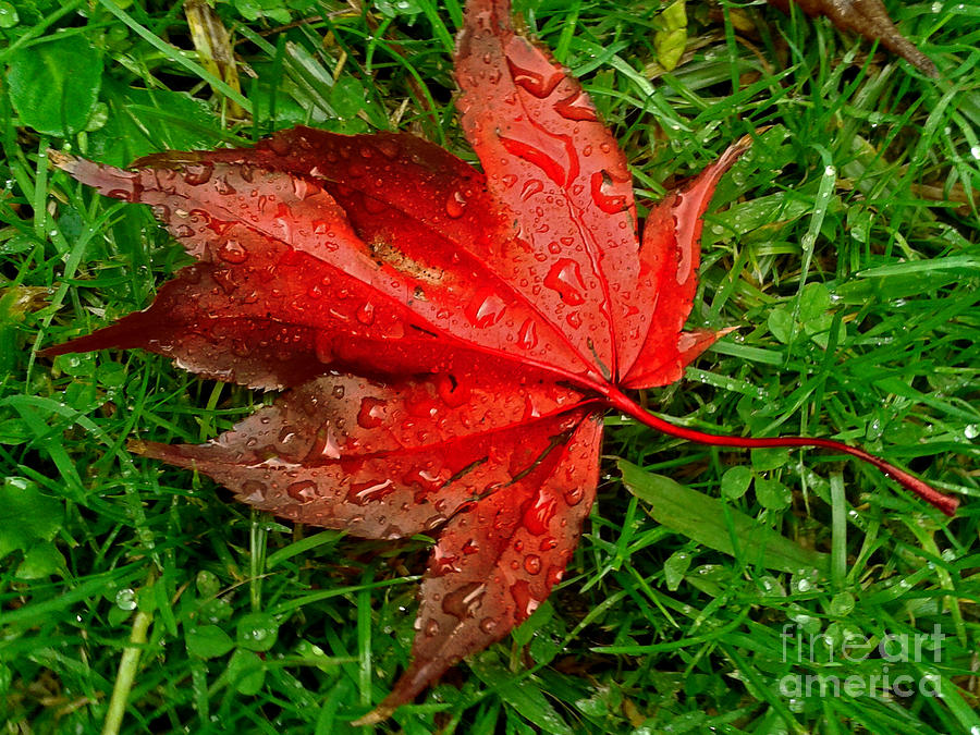 Autumn Photograph by Gee Lyon - Fine Art America