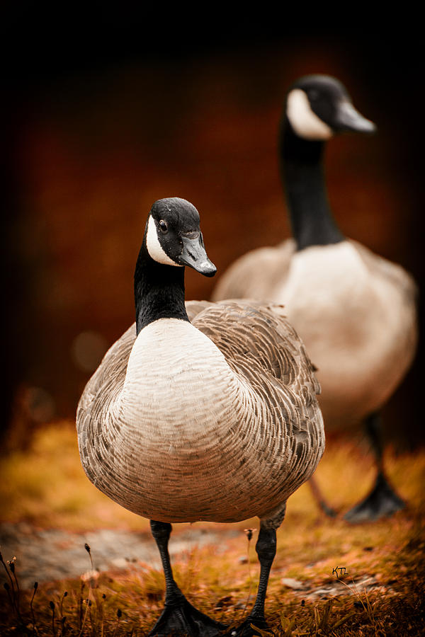 Autumn Geese Photograph by Karol Livote