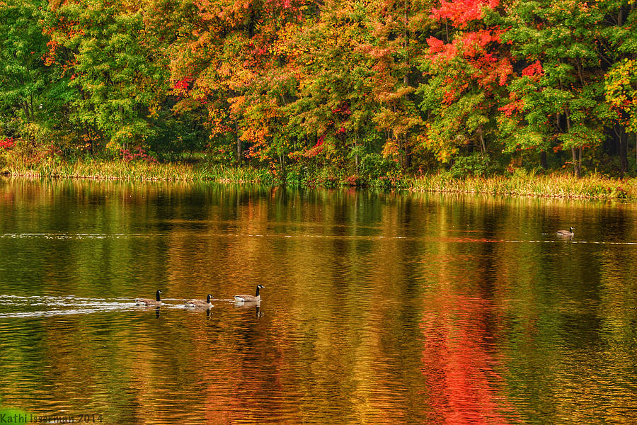 Autumn Geese Photograph by Kathi Isserman