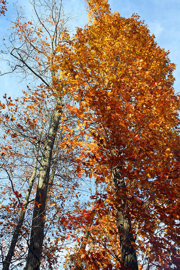 Autumn Giants Photograph by Ellen Tully