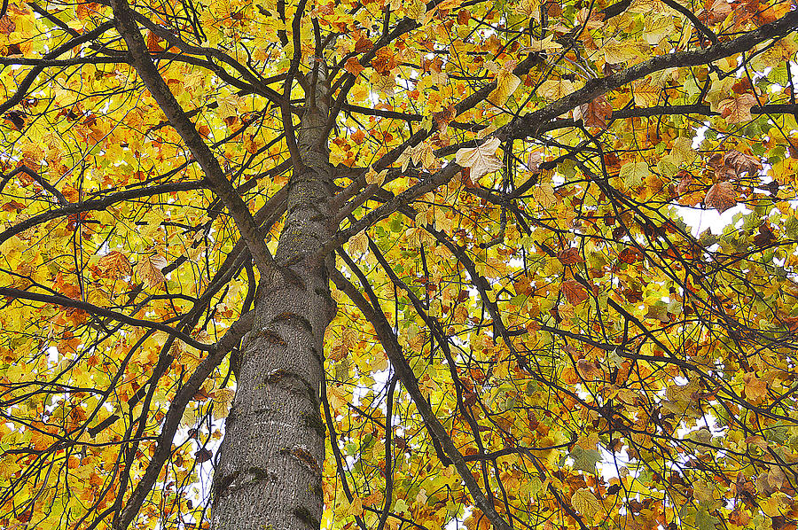Autumn gingham Photograph by Felicia Tica