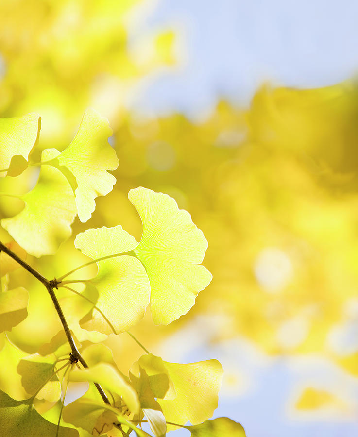 Autumn Ginkgo Leaves Photograph by Ooyoo
