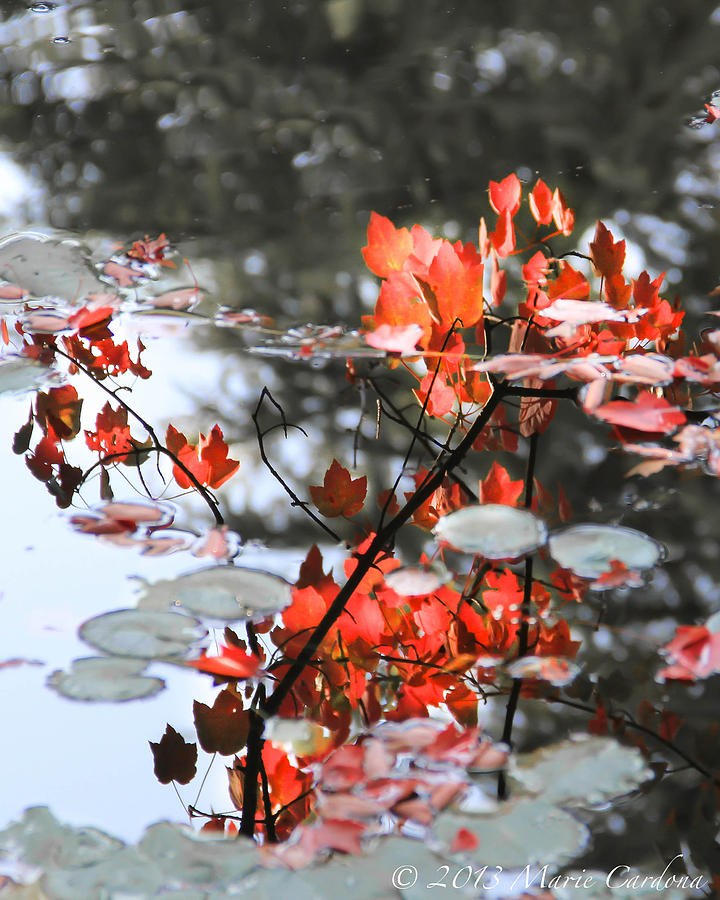 Fall Photograph - Autumn Glass by Marie  Cardona
