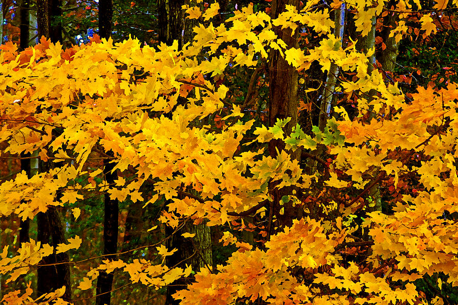 Autumn Glory Dry Brush Photograph