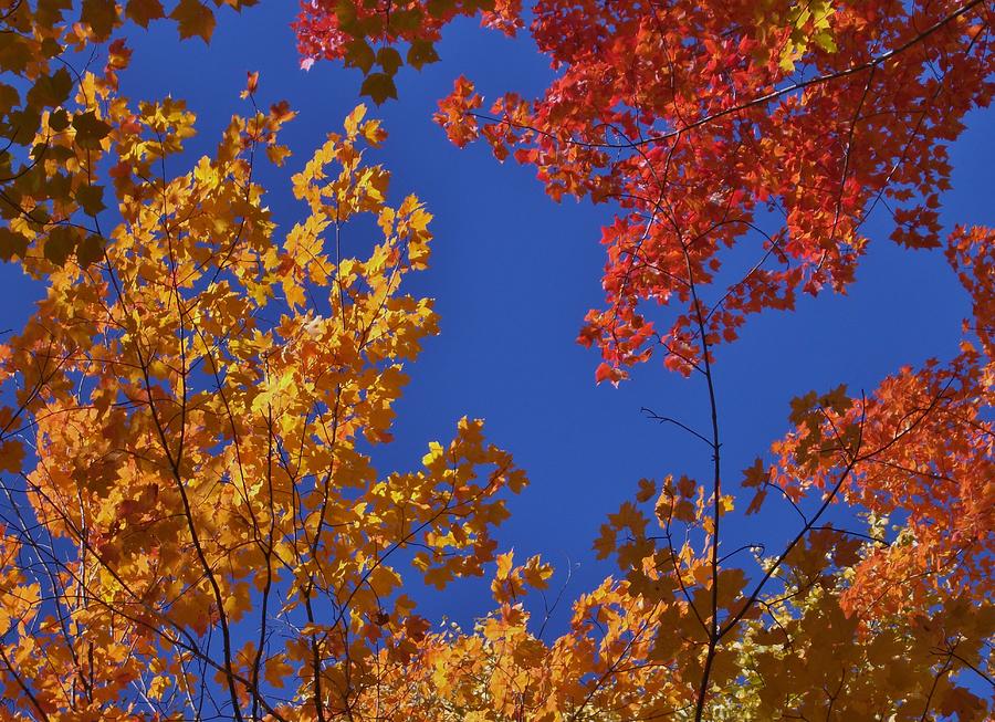 Autumn Glory Photograph by Evelyn Nelson | Fine Art America