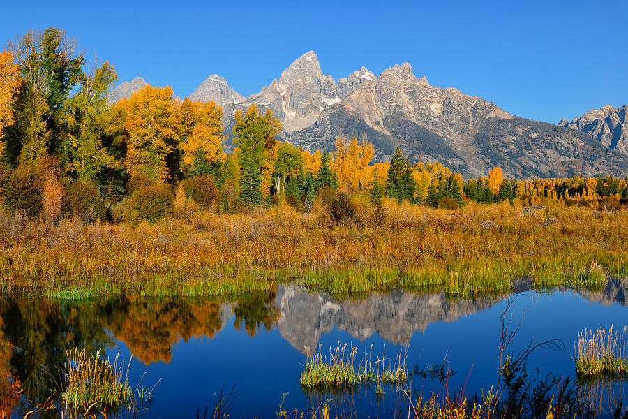 Autumn Glory in the Tetons Photograph by Greg Norrell