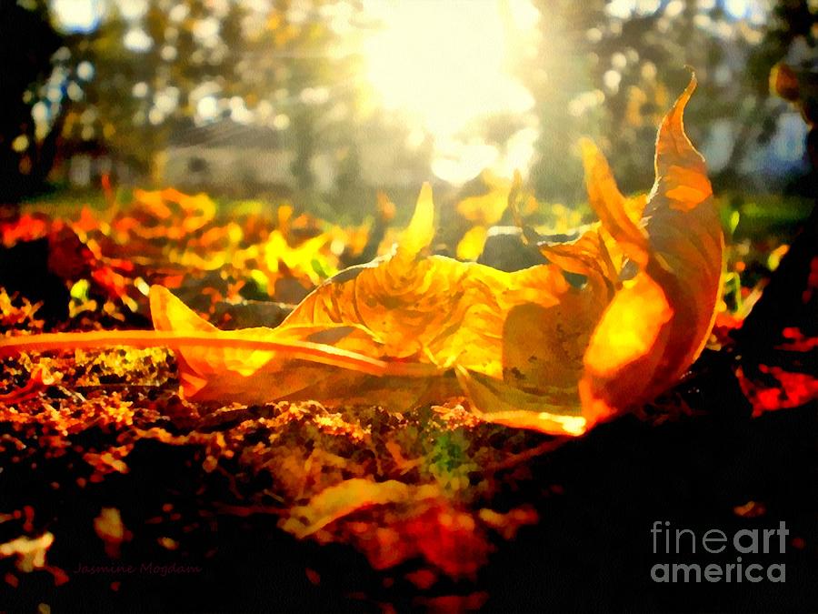 Autumn glory Photograph by Jasmine Mogdam