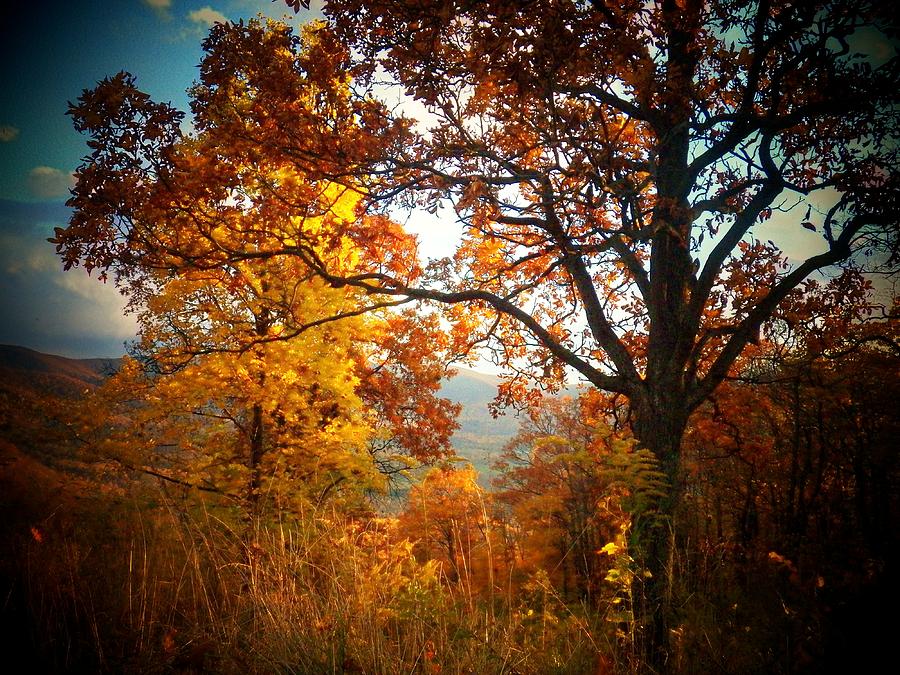 Autumn Glory Photograph by Joyce Kimble Smith