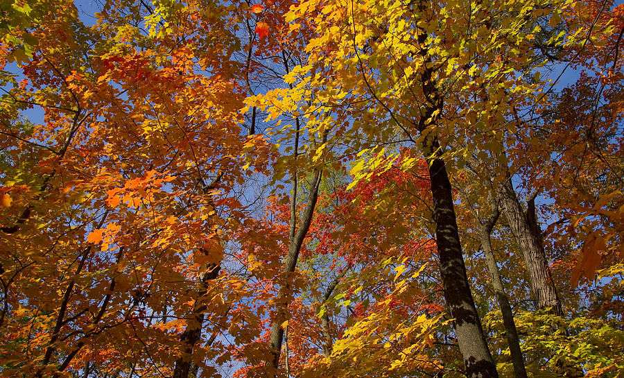 Autumn Glory Photograph by Larry Bohlin