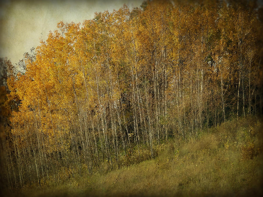Fall Photograph - Autumn Glory by Lucinda Walter