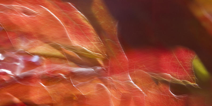Autumn Glory Photograph by Margaret Denny
