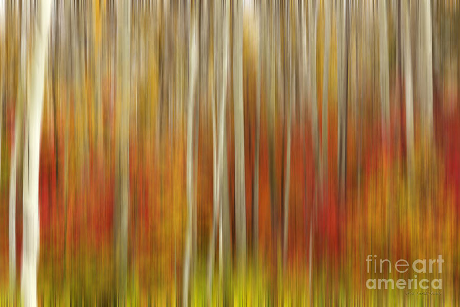 Abstract Photograph - Autumn Glory by Beve Brown-Clark Photography