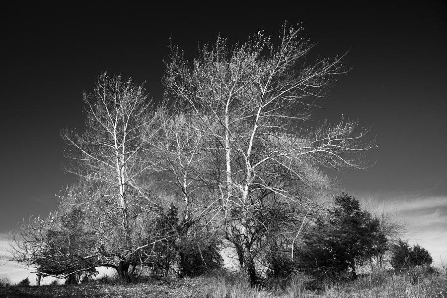 Autumn Glow BW Photograph By Gerald Marella - Fine Art America