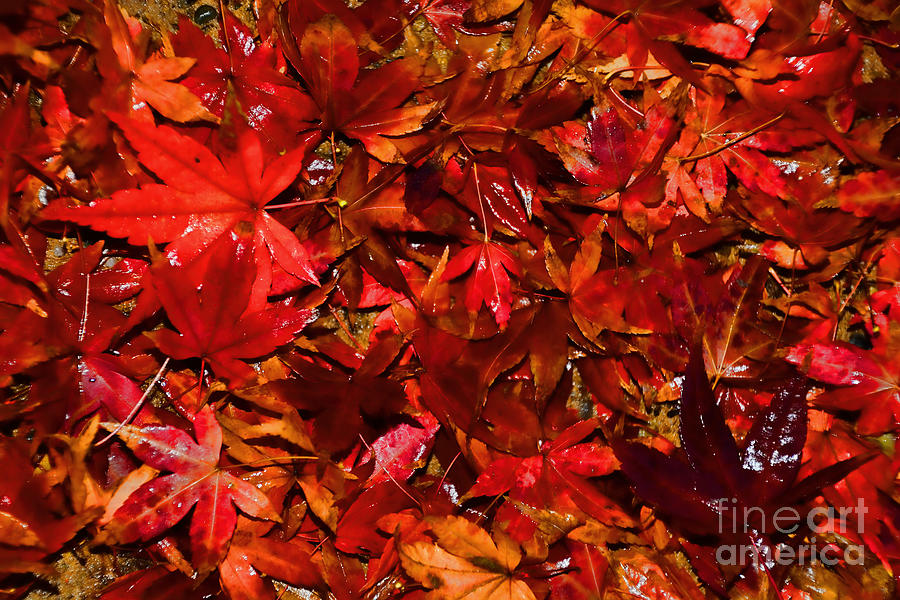 Autumn Glow by Kaye Menner Photograph by Kaye Menner