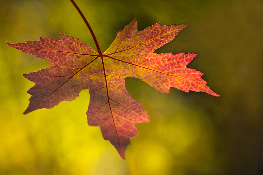 Maple Leaf Photograph - Autumn Glow by Darolanne Peterson Maple Leaf Photograph - Autumn Glow by Darolanne Peterson