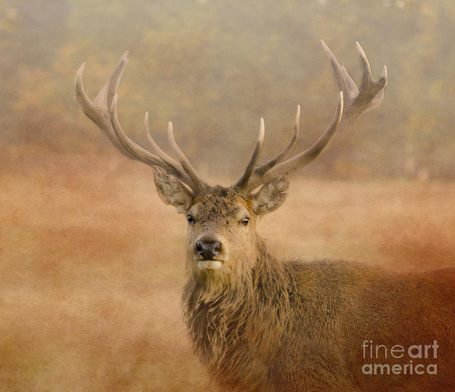 Deer Photograph - Magnificant Stag by Linsey Williams