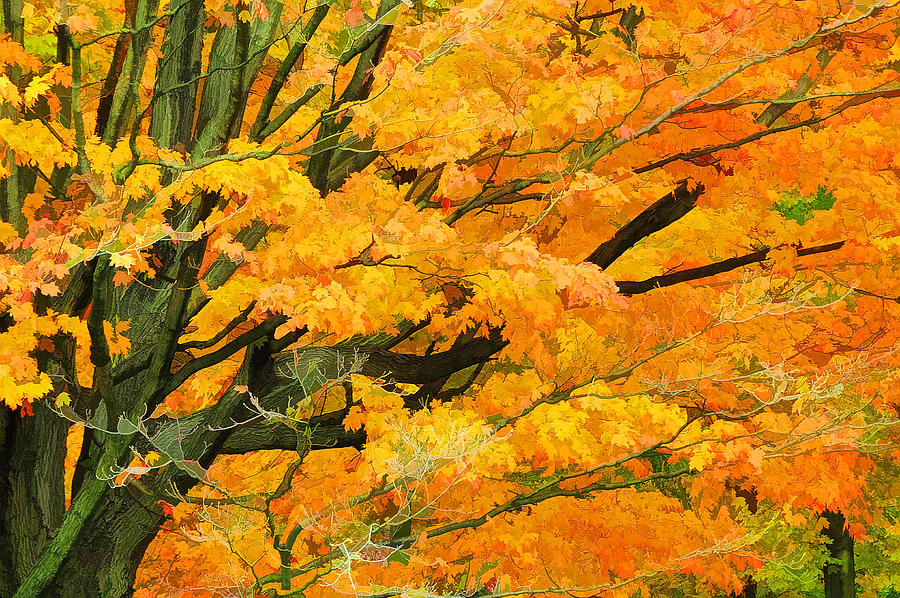 Autumn Gold 2 Photograph by Allen Beatty