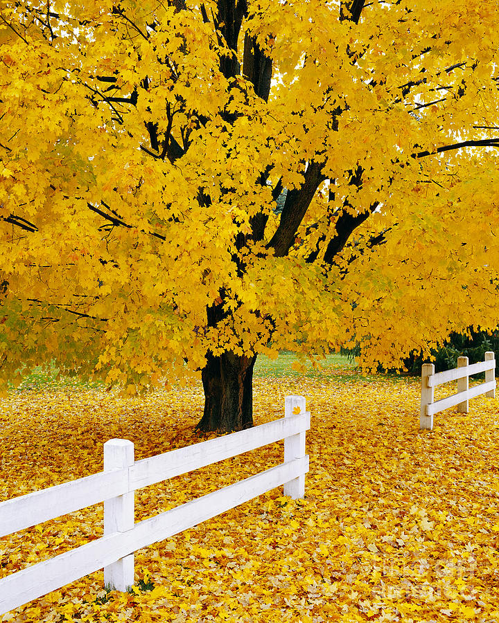 Autumn Gold Photograph by Alan L Graham