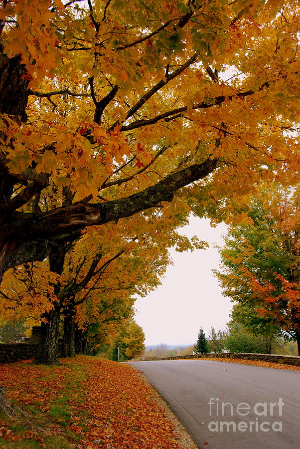 Autumn Gold Photograph by Eunice Miller