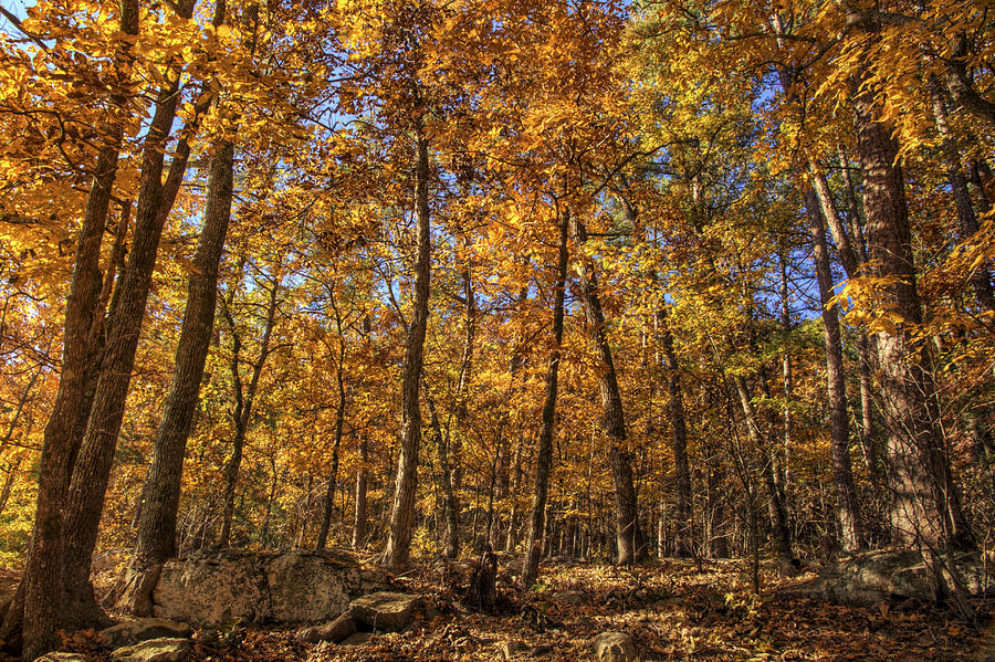 Autumn Gold - Fall - Trees Photograph by Jason Politte