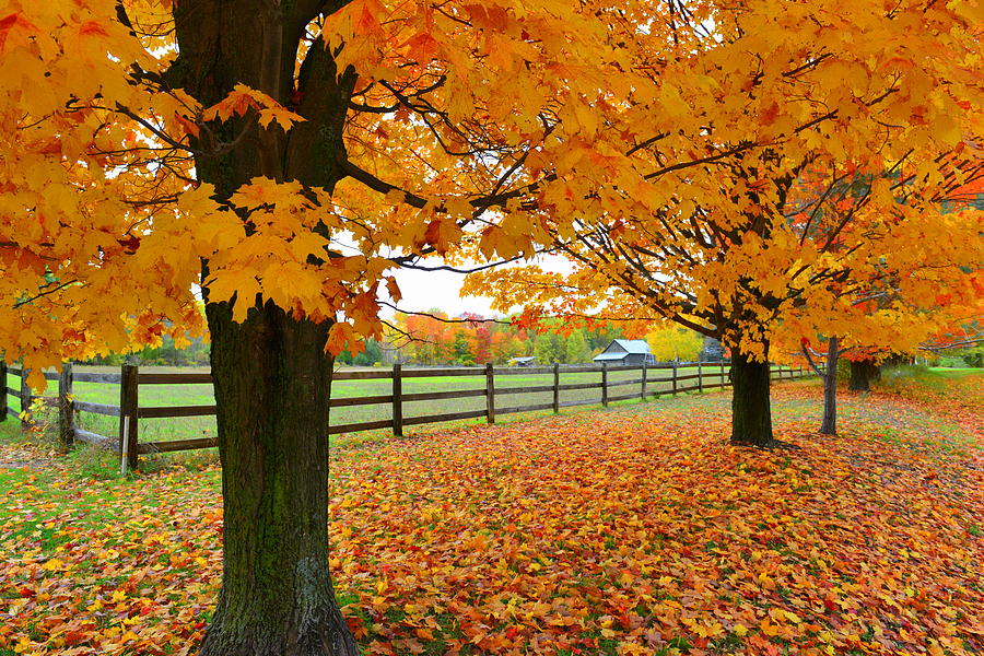 Autumn Gold Photograph By Garry Schmidt