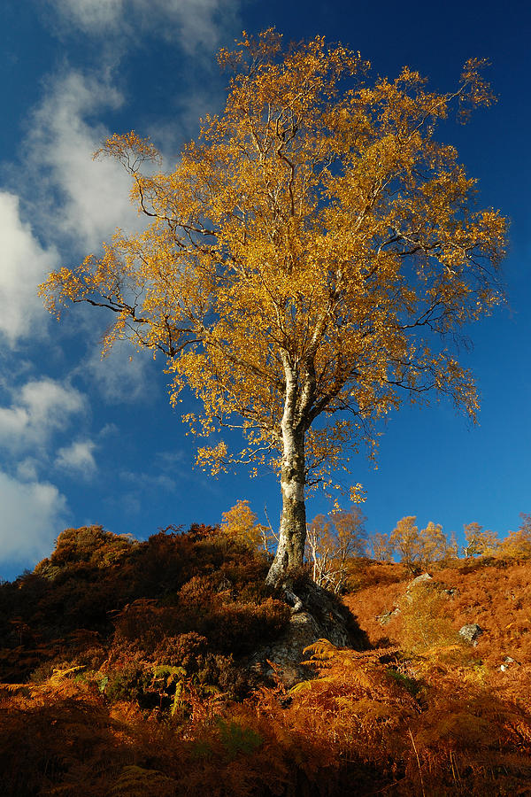 Autumn Gold Photograph by Gavin Macrae