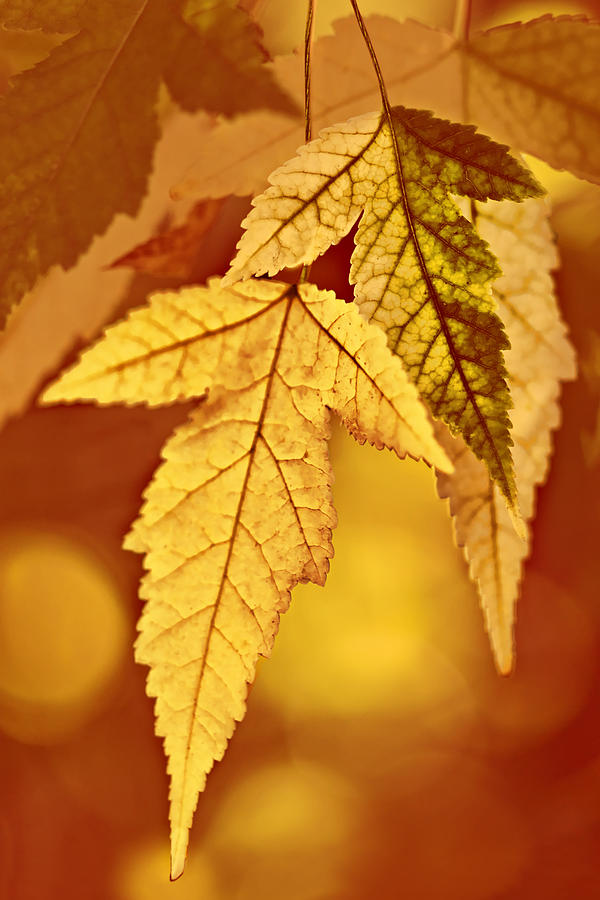 Autumn Gold Photograph by Nikolyn McDonald