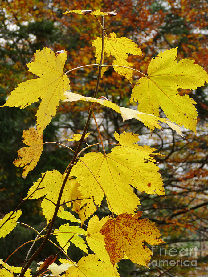 Autumn Gold Sycamore Photograph by Phil Banks
