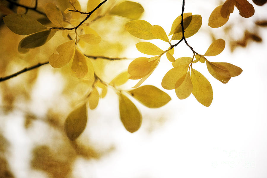 Leaf Photograph - Autumn Gold by Priska Wettstein