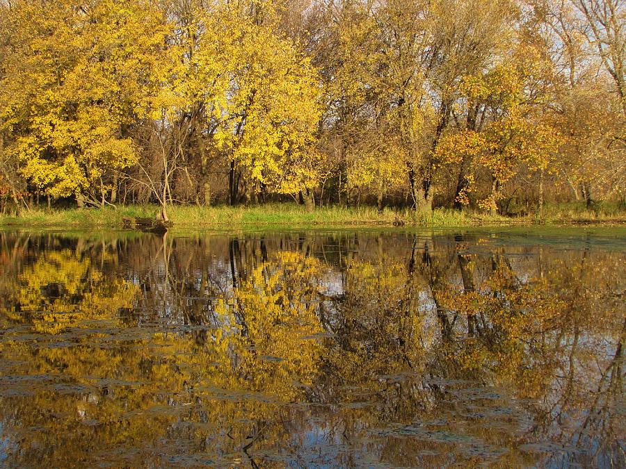 Tree Photograph - Autumn Gold Reflections by Lori Frisch