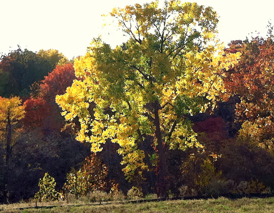 Fall Photograph - Autumn Gold by Steve Karol